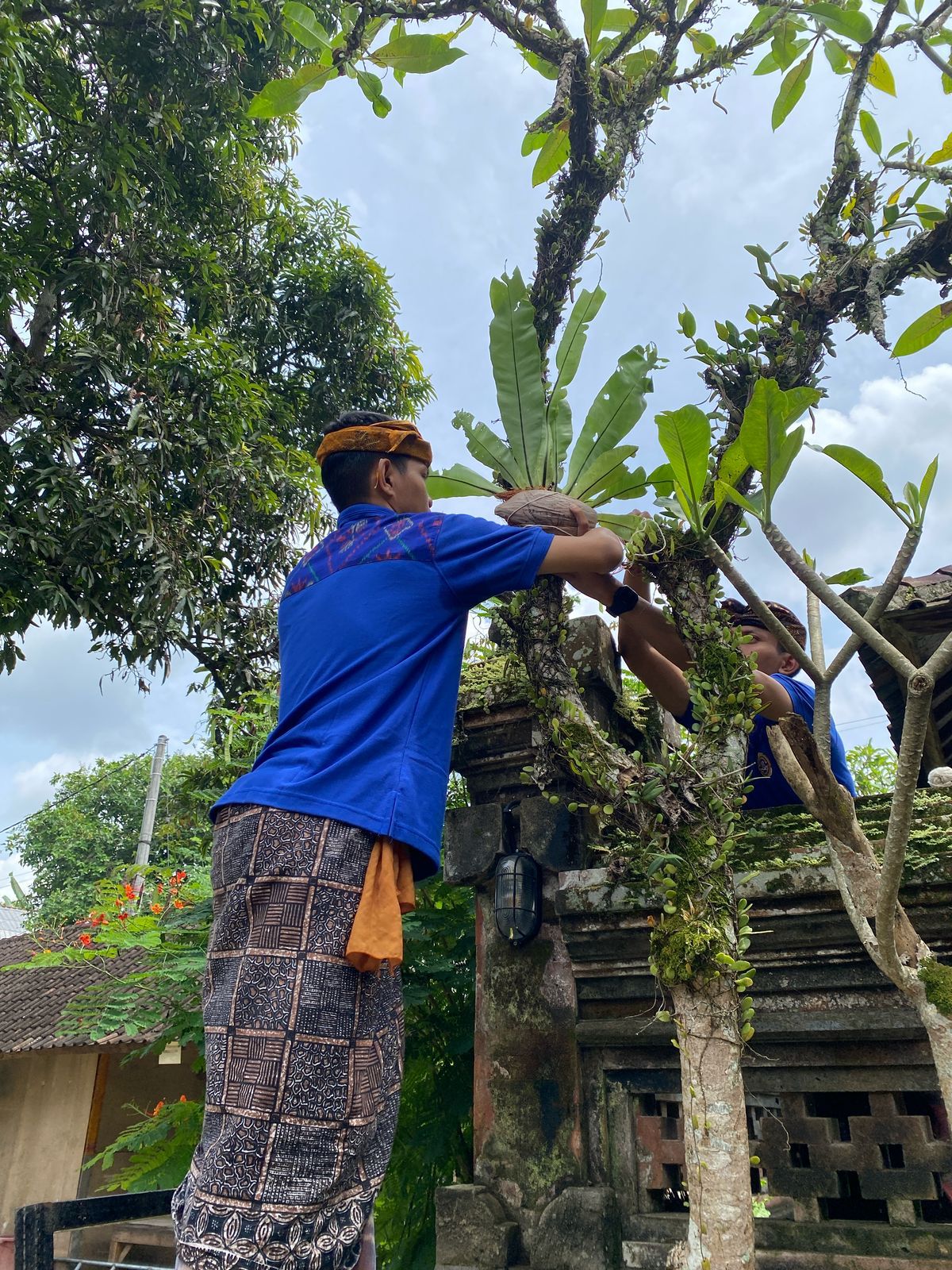 Karang Taruna Gianyar Tanam Pohon di Pura Samuan Tiga, Wujud Nyata Kepedulian Lingkungan
