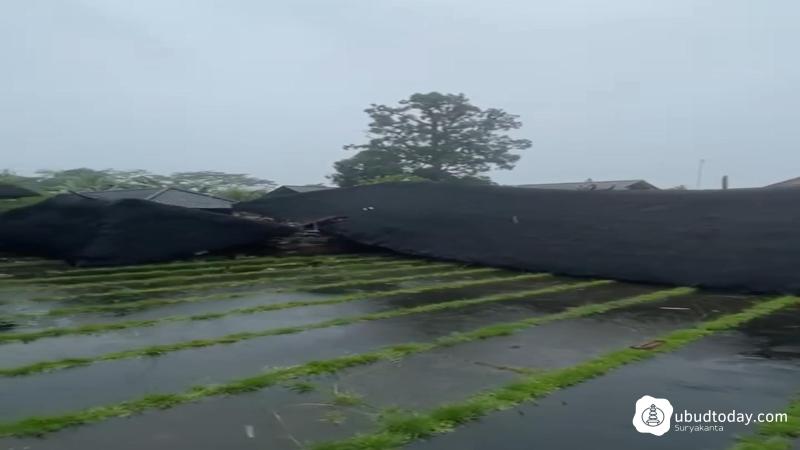 Cuaca Ekstrem, Pohon Tumbang hingga Bangunan Pura Ambruk di Kabupaten Gianyar