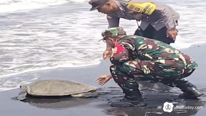 Nelayan Pantai Saba Selamatkan Dua Penyu Terperangkap Jaring, Kini Dilepaskan Kembali ke Laut