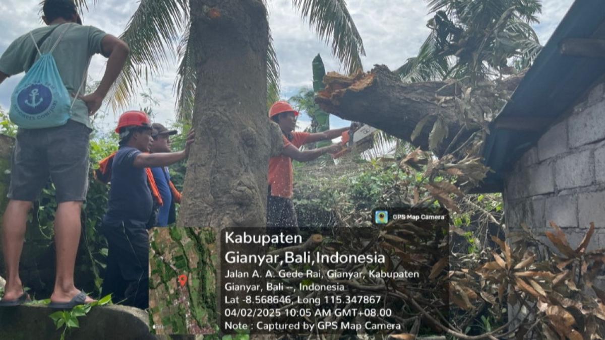 Pohon Tumbang Akibat Cuaca Ekstrem di SDN 3 Lebih, Tidak Ada Korban Jiwa