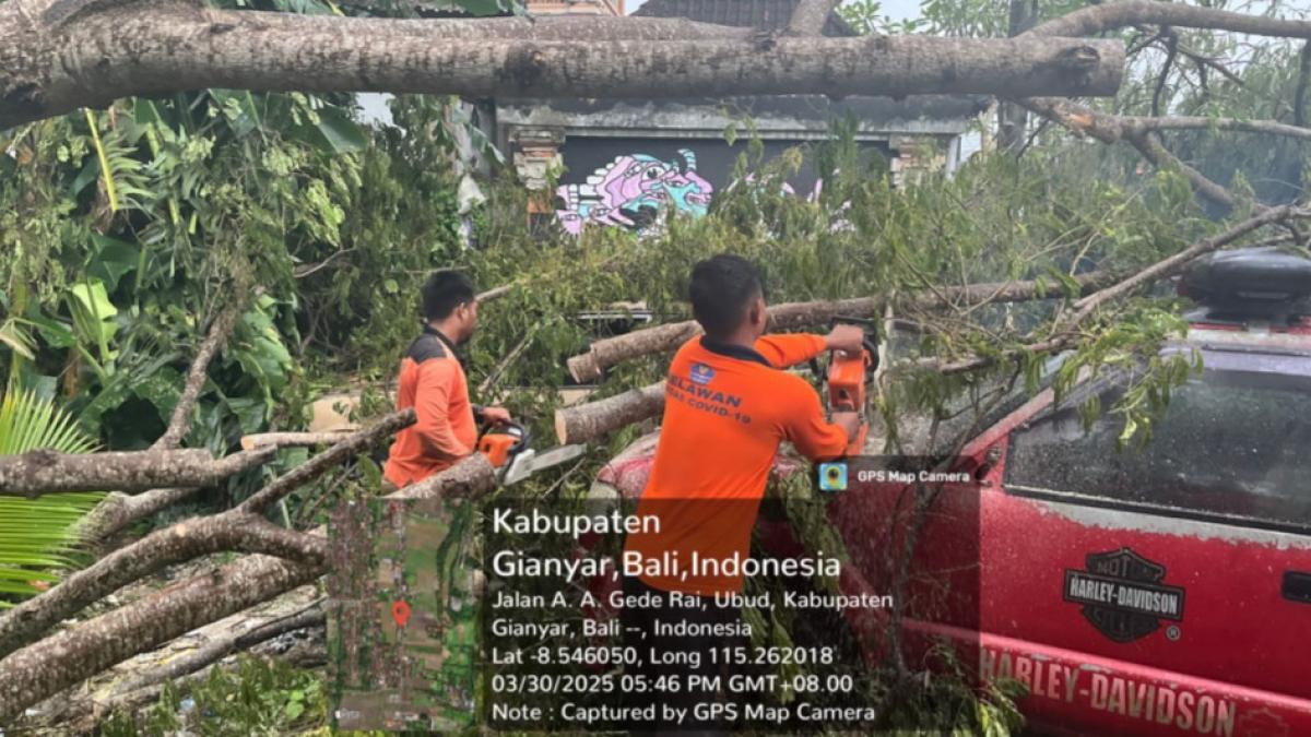 Pohon Tumbang di Gianyar Akibat Cuaca Ekstrem, TRC BPBD Bergerak Cepat