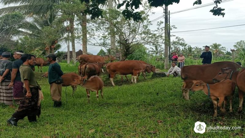 Tradisi Maedeng, Warisan Budaya Leluhur di Desa Adat Susut Payangan yang Tetap Lestari